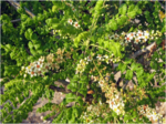 Weihrauchblüten