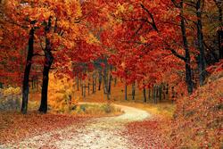 Weg in einer Herbstlandschaft